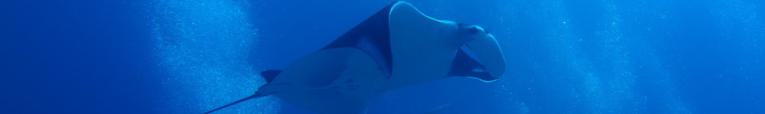 Khao Lak Scuba diving manta ray